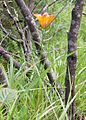 Lilium bulbiferum