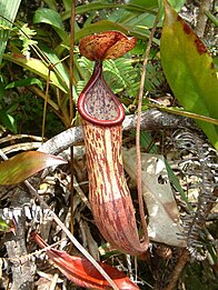 N. maxima × N. neoguineensis