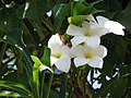 Plumeria pudica; flors