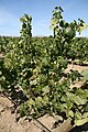 Riesling vines in Washington, United States