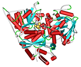 Структура бычьей аконитазы (PDB 1AMI).