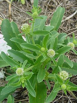 Calycera crassifolia