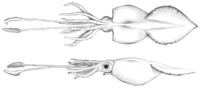 Biological depiction of the colossal squid