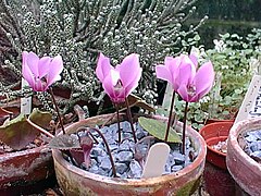 Cyclamen colchicum