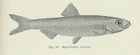 Hyperlophus vittatus