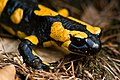 Anfibio: Salamandra común