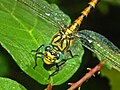 Lapos szitakötő (Onychogomphus forcipatus)