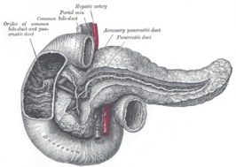 Het pancreas en het duodenum met in de alvleesklier een ductus pancreaticus accessorius