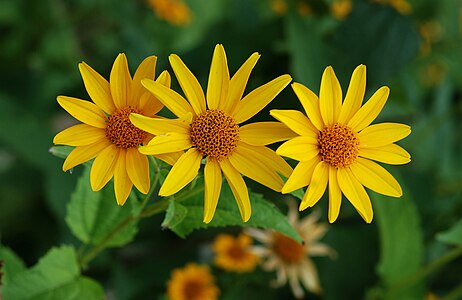 en:Coreopsis grandiflora, by Joaquim Alves Gaspar