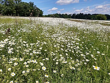 daisies