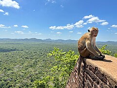 Sigiriya - mona