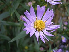 Symphyotrichum novi-belgii