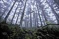 Image 4Virgin forest about 2,500 m (8,200 ft) above sea level in Shennongjia Forestry District, Hubei, China (from Old-growth forest)