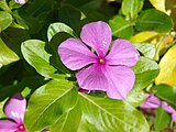 Catharanthus roseus enthält monoterpenoide Indolalkaloide