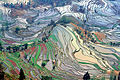 Image 20Ancient rice terraces in Yuanyang County, Yunnan (from History of agriculture)