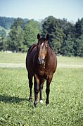 Quarter Horse de halter, vu de face.