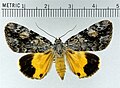 Catocala amica girlfriend underwing type species of Corisce