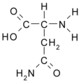 Asparagin (Asn / N)