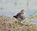 Miniatura para Calidris melanotos