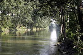 Der Altrhein, unmittelbar hinter dem Abfluss des Rheins (südliche Verbindung mit dem Rhein = Zufluss). Auf der linken Seite liegt der Kühkopf.