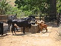 Cães OFB e bois compartilhando bebedouro