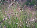 Festuca pratensis Huds.