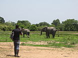 Tourist taking photo of elephants with iPad at Mole National Park in Ghana.