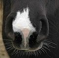 Prominent immotile vibrissae on a horse's muzzle.