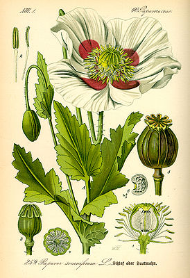 Papaver somniferum, tiaknang