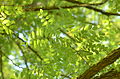 Robinia pseudoacacia