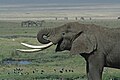 An elephant in the Ngorongoro crater, Tanzania