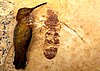 Fossil of giant ant Titanomyrma with a hummingbird for scale