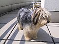 Shetland sheepdog/Yorkshire terrier