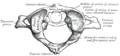 First cervical vertebra, or atlas