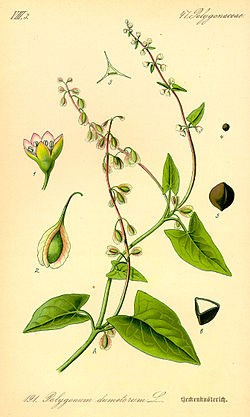 Fallopia dumetorum - Thomé Flora von Deutschland, Österreich und der Schweiz 1885