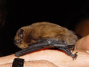 2 - Pipistrelle commune, à Kauns (Tyrol autrichien, juin 2005).