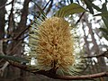 flowers after anthesis