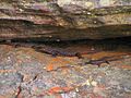 Three E. cunninghami, Cabbage Bay, near Sydney, New South Wales.