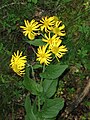 Doronic d'Autriche (bois frais d'altitude en juillet).