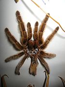 Exuvia Tarantulae