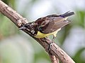 Male in moult