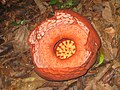 Rafflesia near Wray's Camp