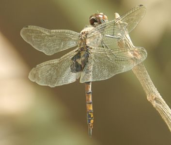 Tramea limbata female