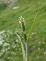 Glotnusis pašiaušėlis (Alopecurus aequalis)