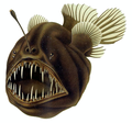 Image 16The humpback anglerfish is a bathypelagic ambush predator, which attracts prey with a bioluminescent lure. It can ingest prey larger than itself, which it swallows with an inrush of water when it opens its mouth. (from Pelagic fish)