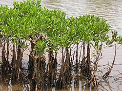 Mangroves at Vellikkeel