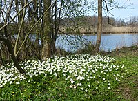 Vår vid Råstasjön, april 2015