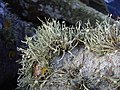 Ramalinaceae : Ramalina siliquosa