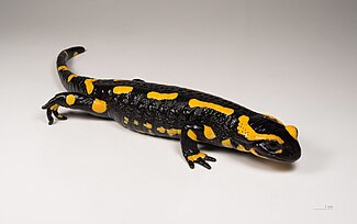 Fire salamander