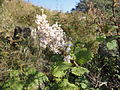 Tetradenia ripari em seu habitat natural (perto de Louwsburg, Cuazulo-Natal)